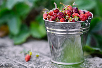 A small bucket with wild strawberries