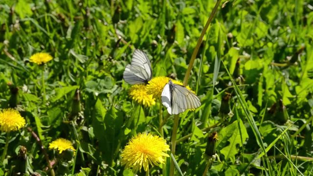 white cabbage butterfly, cabbage white or cabbage moth on a flower. Pieris brassicae
