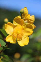 Big flower of Hypericum Hidcote in summer, Italy