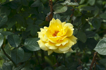 Deep Yellow Rose