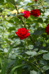 Red Roses on the Branch in the Garden