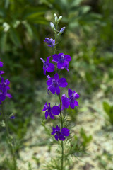 Fototapeta premium Delphinium Blue Flower in the Garden