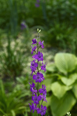 Delphinium Blue Flower in the Garden