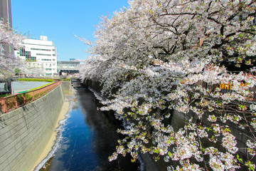 Cherry trees along Meguro River,Meguro-ku,Tokyo,Japan in spring.