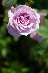 Blooms fragrant pink rose
