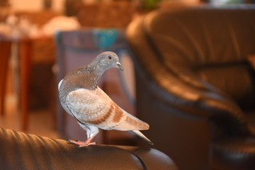 pet pigeon in living room 