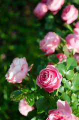 Blooms fragrant pink rose