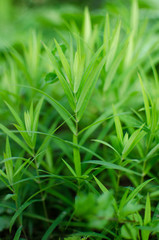 Fototapeta na wymiar Green grass stem growing outdoors