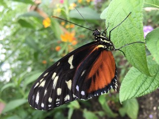 tropical butterfly closeup