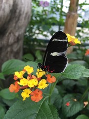 tropical butterfly closeup