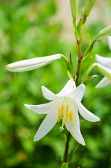 Obraz premium Beautiful lily flowers grow in the summer