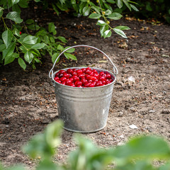 Bucket of cherries Outdoors