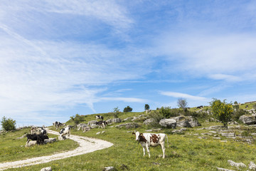 Cows feeding on a green summer pasture. Mucca al pascolo estivo.