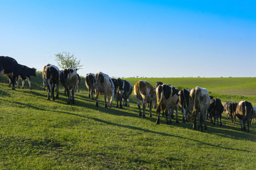 A large herd of cows going to the field for grazing