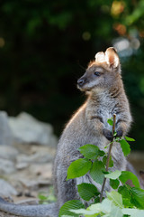 Naklejka na ściany i meble Red-necked Wallaby kangaroo baby graze