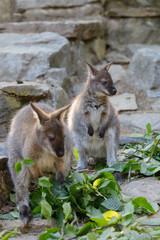 Red-necked Wallaby kangaroo baby graze
