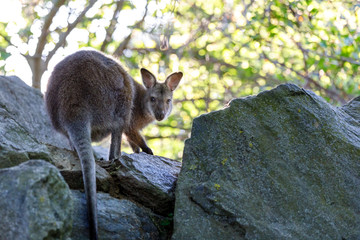 Red-necked Wallaby kangaroo baby