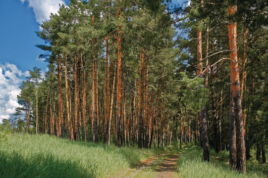 Pine forest in Russia