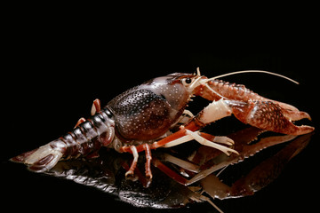 Crayfish Procambarus Clarkii Ghost on black background