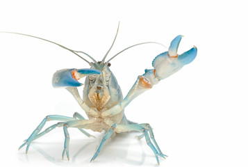 Yabbie Crayfish in fighting position,Blue crayfish cherax destructor