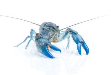 Blue crayfish cherax destructor isolate on white © praisaeng