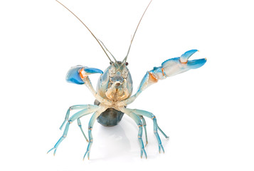 Yabbie Crayfish in fighting position,Blue crayfish cherax destructor
