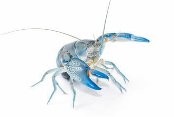 Blue crayfish cherax destructor,Yabbie Crayfish isolate on white