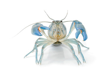 Yabbie Crayfish in fighting position,Blue crayfish cherax destructor