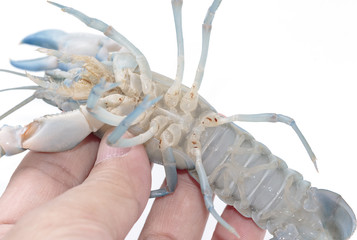Blue crayfish cherax destructor,Yabbie Crayfish in hand © praisaeng