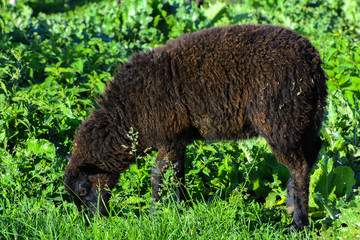 A lone sheep grazing on a beautiful meadow for grazing