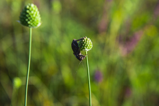 The  beetle sits vertically on a spherical green plant in the field