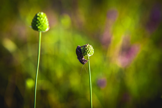 The bug was sitting on a plant of green globular flowers in the field