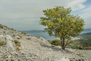 lone bushy tree at stone hill slope at island Pasman in Croatia
