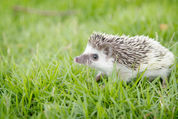 Hedgehog in the green grass ,African pygmy hedgehog