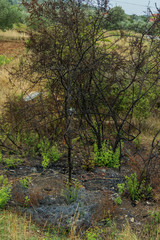 Fototapeta premium Burned bushes on island Pasman in Croatia