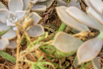 lizard hiding between plants