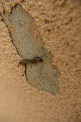 millipede on the wall