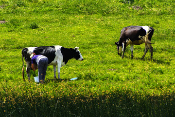 A large herd of cows. Milkmaid milking cows right in the field