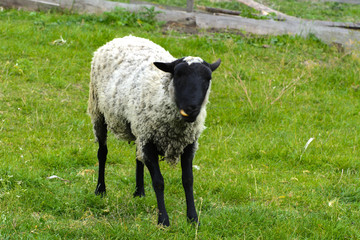 A lone sheep grazing on a beautiful meadow for grazing