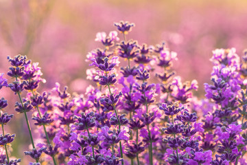 Lavender flowers at sunset / Lavender flowers in sunset light