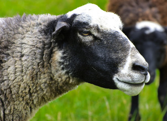 Fototapeta premium A herd of sheep grazing on a beautiful meadow for grazing