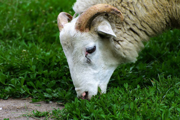 Naklejka na ściany i meble A lone sheep grazing on a beautiful meadow for grazing