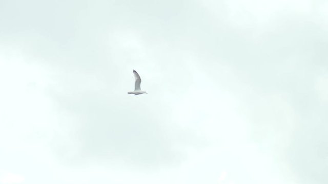 Seagull in slow motion  flying in the clouds, 180 fps