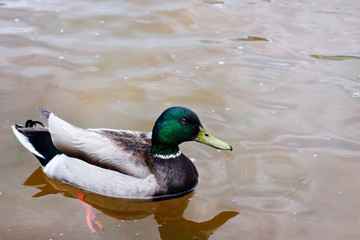 Male Mallard Duck With Green Head