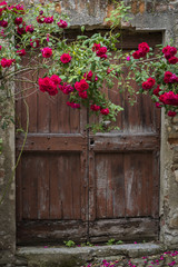 Fototapeta na wymiar Red Roses and Old Door in Mombaldone, Piedmont
