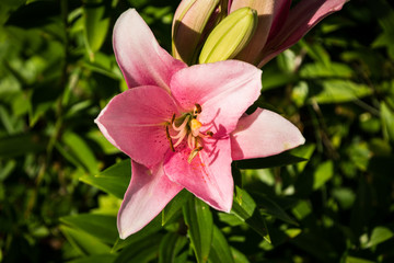 A pink tulip in my garden.