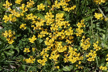 Obraz premium Fleurs de montagne...