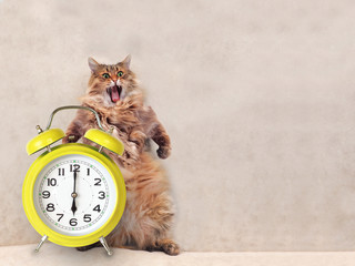 The big shaggy cat is very funny standing.clock 4