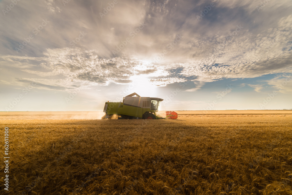 Wall mural Harvesting of wheat fields in summer