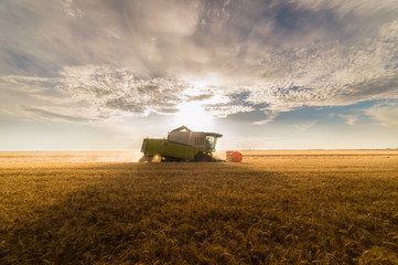 Harvesting of wheat fields in summer